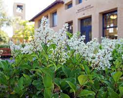 Like any other hedge, they need to be shaped with an. Ligustrum Japonicum Japanese Privet Waxleaf Privet Trees Of Stanford Environs