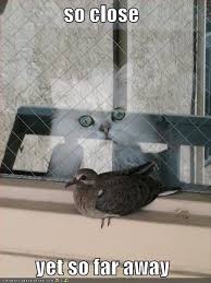 So Close You Can Almost Taste It 24 Pics Crazy Cats Cool Pets Funny Animal Pictures