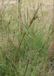 Image result for Themeda triandra