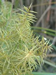 Image result for Cyperus obtusiflorus