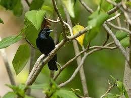 Image result for Marquesia macroura