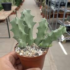 Image result for Orbea melanantha