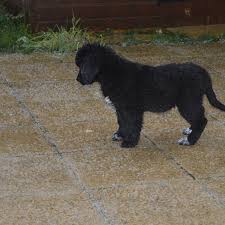 Check spelling or type a new query. Training Your Newfoundland Puppy Early Big Dog Little Adventures