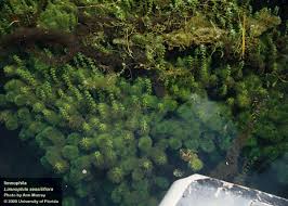 Image result for Limnophila