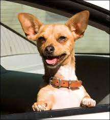Papi The Famous Chihuahua Chihuahua Puppies Beverly Hills Chihuahua Chihuahua