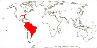 Image result for Mayacaceae