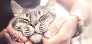 I have a solid working relationship with. Iowa City Animal Shelter Ia Official Website