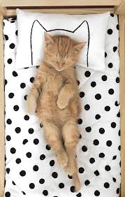 Pin On Cats Lover Gifts