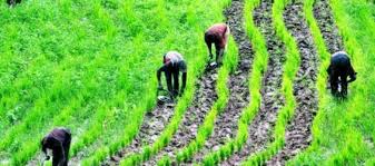 Oyo State distributes 25 tons of fertiliser to farmers to boost production - Agriculture News