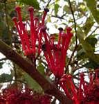 Image result for Tapinanthus dependens