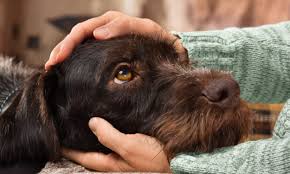 From baths to nail trims to haircuts, our cat & dog grooming dedicated to pet health and happiness for over 50 years, we're your partners in providing the best care for the pets you love. What Is This Human Animal Bond Ethos Veterinary Health