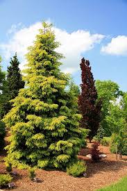 Maybe you would like to learn more about one of these? Structure Subtle Color Give Conifers Punch Conifers Garden Landscape Trees Evergreen Garden
