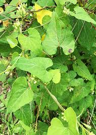 Image result for Cynanchum ellipticum