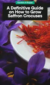 A Definitive Guide On How To Grow Saffron Crocuses Saffron Crocus Growing Saffron Saffron Plant