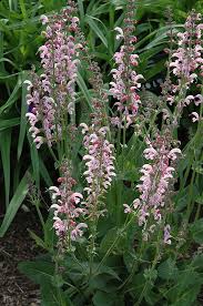 Image result for Salvia pratensis `Rose Rhapsody