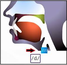 Pronunciation & phonetics by the english language club. Rt English Plosive Consonants Articulatory Phonetics Pronunciation
