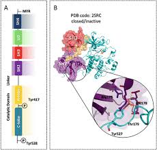 Our currency rankings show that the most popular malaysian ringgit exchange rate is the myr to usd rate. Inhibitors Of Tau Phosphorylating Kinases Springerlink