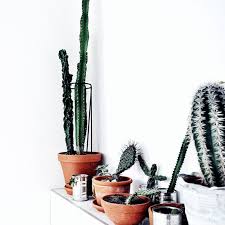 Comment planter et entretenir ces plantes grasses ? Homestory Sarah Sardoe