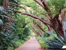 Der kirstenbosch national botanical garden (afrikaans kirstenbosch nasionale botaniese tuine, deutsch etwa: Bild Eingang Zum Park Zu Botanischer Garten Kirstenbosch In Kapstadt