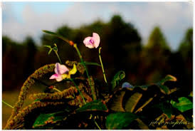 Image result for Vigna mildbraedii