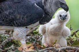 The Heroic Effort In The Amazon To Save The World S Largest Eagle In 2020 Harpy Eagle Animals National Geographic