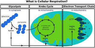 What Is Cellular Respiration From Food To Atp