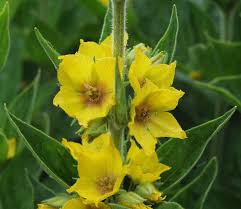 Image result for Lysimachia barbata