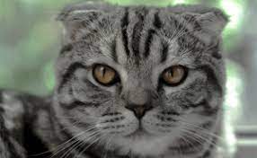 Six life stages of tabby cats kitten (up to 6 months) How Long Do Tabby Cats Live Indoors Catwiki