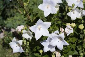 Check spelling or type a new query. Campanula Le Varieta Fioritura E Come Curarle Cosa Sapere