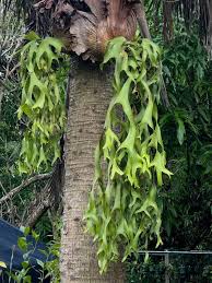 Image result for Platycerium