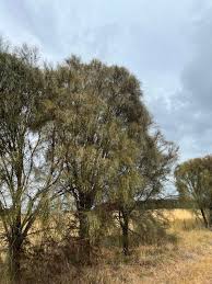 Image result for Casuarina verticillata