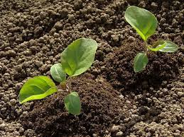 Even when growing eggplants with heat mats, seedlings are notoriously slow to germinate. How To Plant Grow And Harvest Eggplants