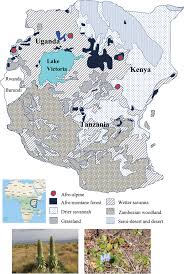 Image result for Lobelia chireensis