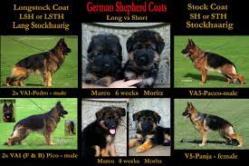 Long hair gsd that does not have an undercoat is a fault. Facebook