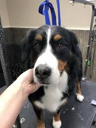 See bbb rating, reviews, complaints, request a quote & more. Good Vibes Grooming Care Com Mattawan Mi