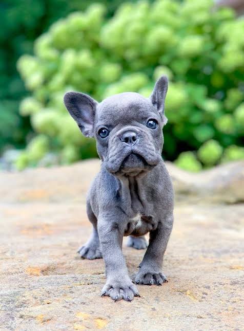 French Bulldog Facts You Didn't Know!-First Choice Frenchies - First Choice Frenchies