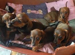 She is a spayed one year old puppy. Dachshund Puppies For Sale Tampa