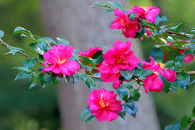 Image result for Camellia