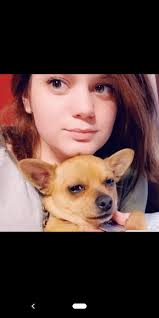 Lost white wheaten terrier with bandana, no collar