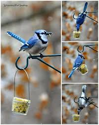 Birds That Start With An S Rebecca S Bird Gardens Blog Diy Mason Or Jelly Jar Suet Feeder Little Bit More Of A Challenge For A B Wild Birds Photography Wild Bird Feeders Wild Birds