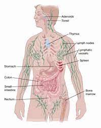 One type is hodgkin disease. What Is Non Hodgkin Lymphoma