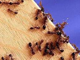 Mouches Mites Fourmis Des Solutions Naturelles Contre Les Insectes Fourmis Insectes Mouches