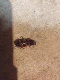 Everdry toledo tells which insects love damp basements and what you can do. Is This A Cockroach That I Just Found In My Basement Home Improvement Stack Exchange