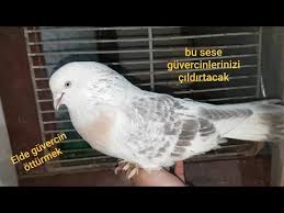 Etkileyici Guvercin Sesi Bu Ses Kuslarinizi Kudurtur Youtube