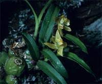 Image result for Polystachya ottoniana