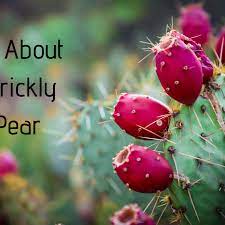 If you chop them up they will root and you'll get more. How To Harvest Prepare And Eat Prickly Pear Cactus Delishably