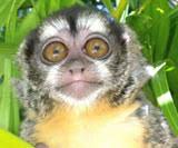 A monkey can be a challenging but rewarding pet. Monkeys For Sale