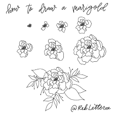 Marigold Drawing Tutorial Rebletters Marigold Drawing Marigold Illustration Drawing Tutorial
