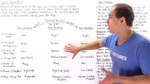 Types Of Skeletal Muscle Youtube