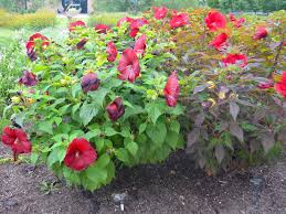 Image result for Hibiscus mechowii
